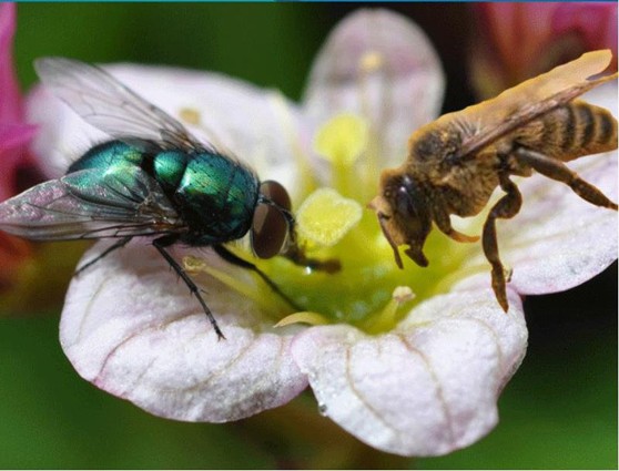 Пчела и муха